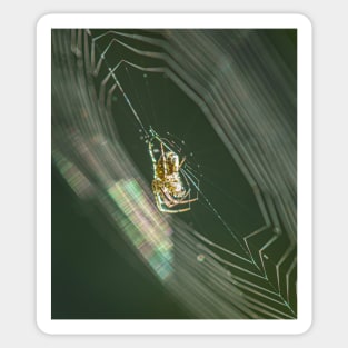 Garden Spider on its Web in the Morning Sticker